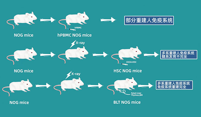 评价肿瘤药物的动物药效模型，你选对了吗.jpg
