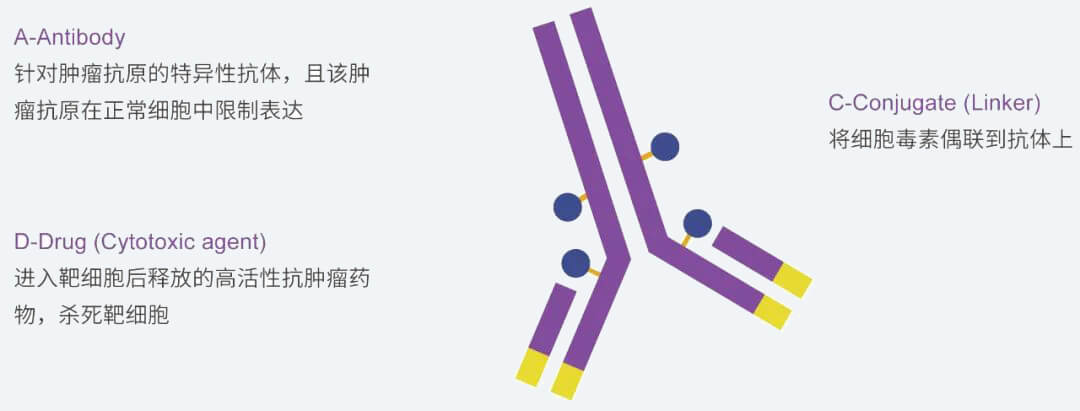 凯时网站抗体药物偶联物（ADC）研发服务平台.jpg