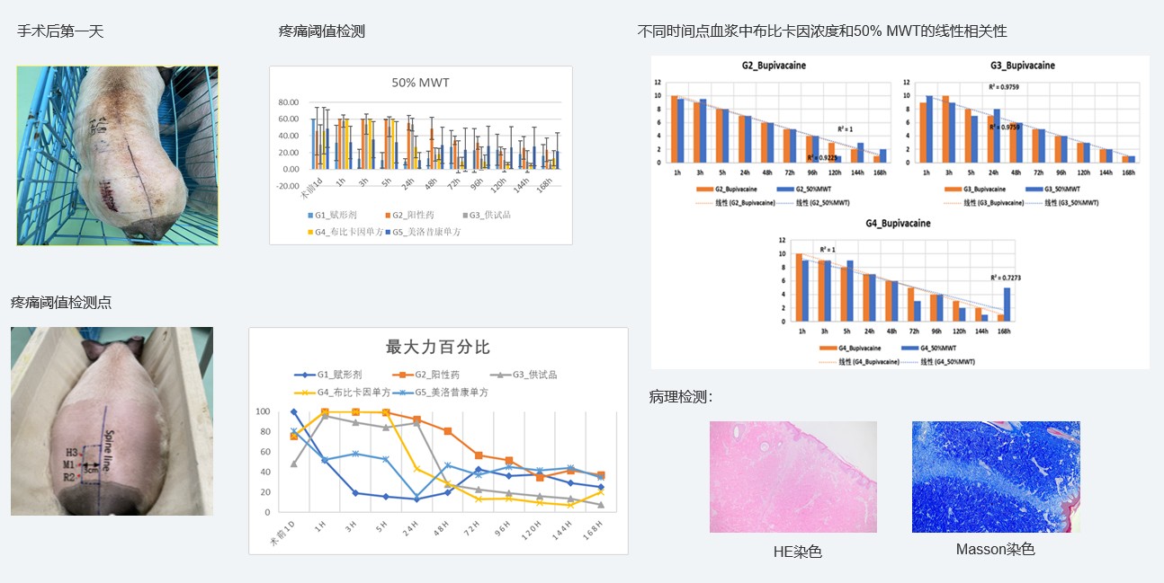 案例1：复方制剂对巴马小型猪术后急性疼痛模型的镇痛试验.jpg
