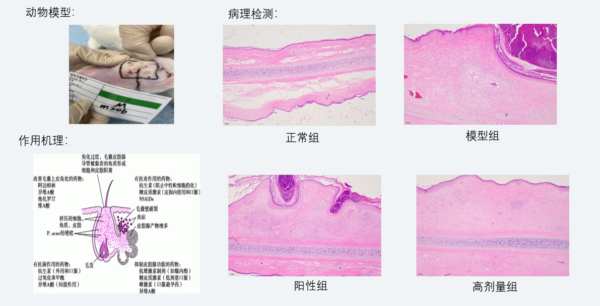 案例3：新西兰兔痤疮药效研究.jpg